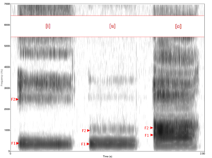 Spectrogram of 3 vowels (from wikimedia commons)