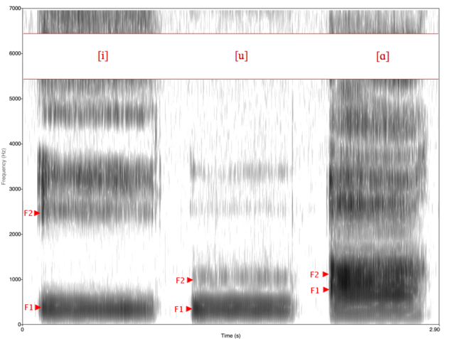 Spectrogram of 3 vowels (from wikimedia commons)